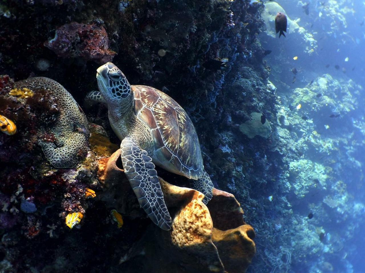 Bunaken Sea Garden Resort Eksteriør billede