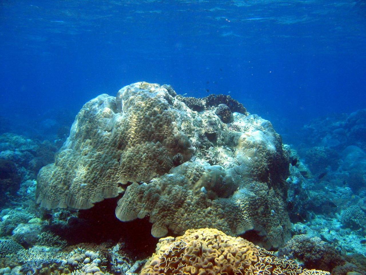 Bunaken Sea Garden Resort Eksteriør billede